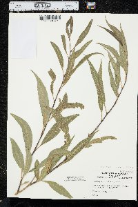 Salix × fragilis image