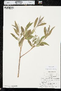 Salix × fragilis image