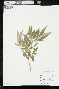 Salix × fragilis image