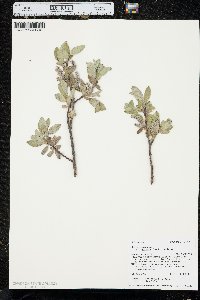 Salix glauca var. villosa image