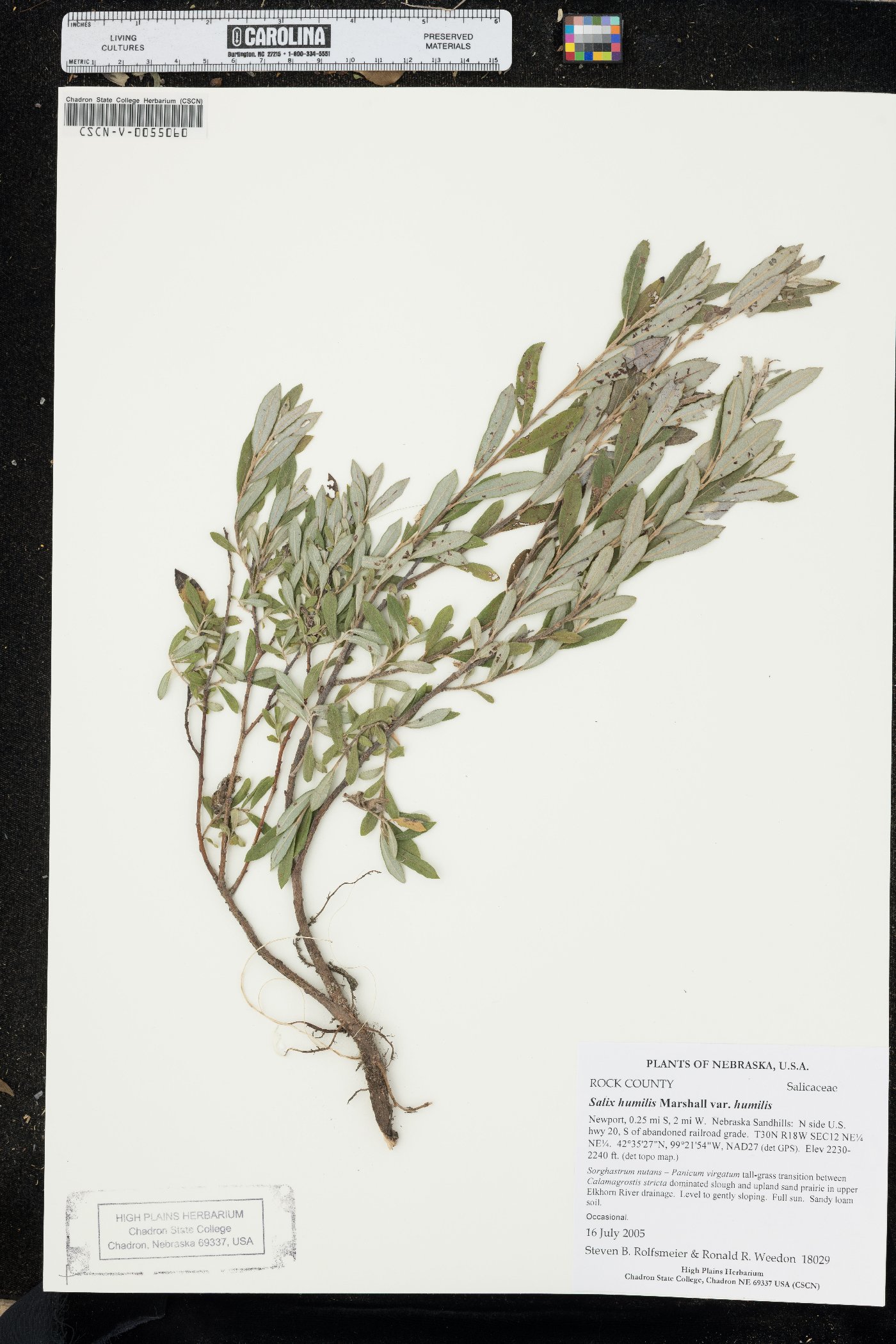 Salix humilis var. humilis image