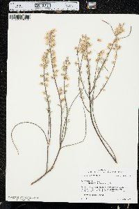 Salix humilis var. tristis image