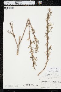Salix interior image
