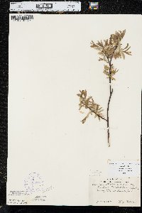 Salix petiolaris image