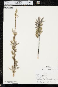 Salix petiolaris image