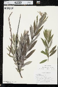 Salix petiolaris image