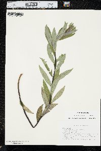 Salix petiolaris image