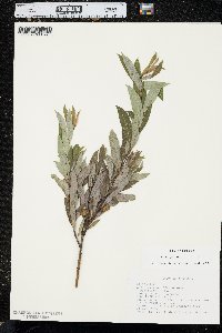 Salix petiolaris image