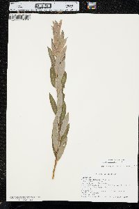 Salix petiolaris image