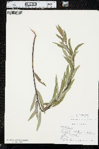 Salix petiolaris image