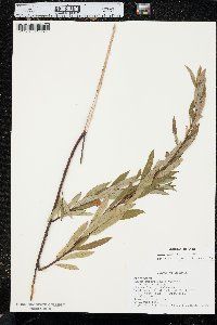 Salix petiolaris image