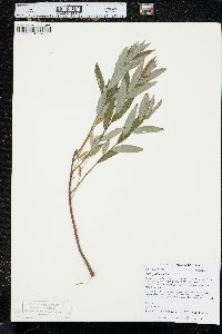 Salix petiolaris image