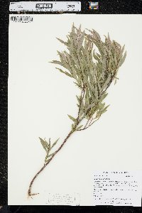 Salix petiolaris image