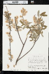 Salix petiolaris image