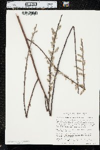 Salix petiolaris image