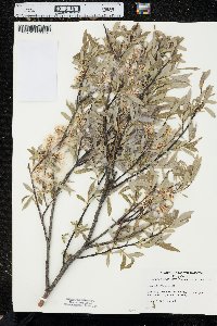 Salix petiolaris image