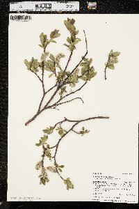 Salix planifolia image