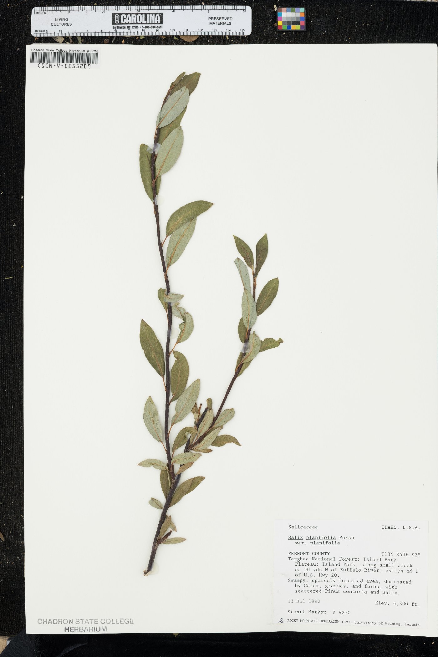 Salix planifolia var. planifolia image