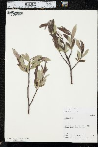 Salix planifolia image