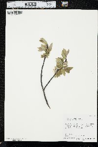 Salix planifolia image