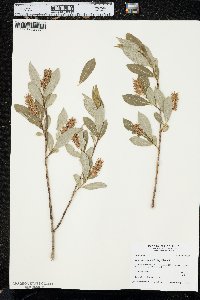 Salix serissima image