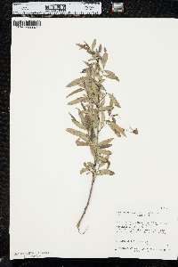 Salix sessilifolia image