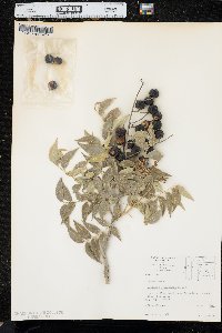 Sapindus saponaria image