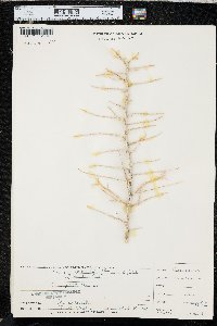 Sarcobatus vermiculatus image