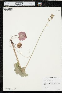 Heuchera richardsonii image