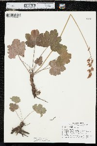 Heuchera richardsonii image