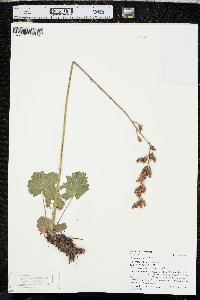 Heuchera richardsonii image