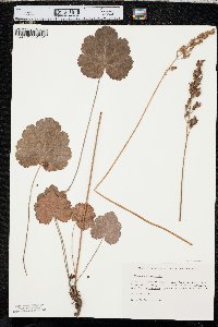 Heuchera richardsonii image