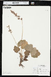 Heuchera richardsonii image