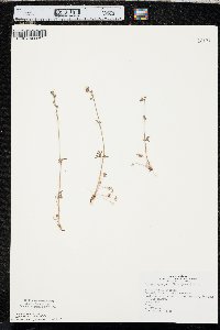 Lithophragma parviflorum image