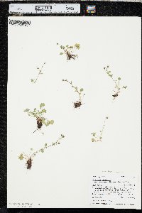 Saxifraga hyperborea image