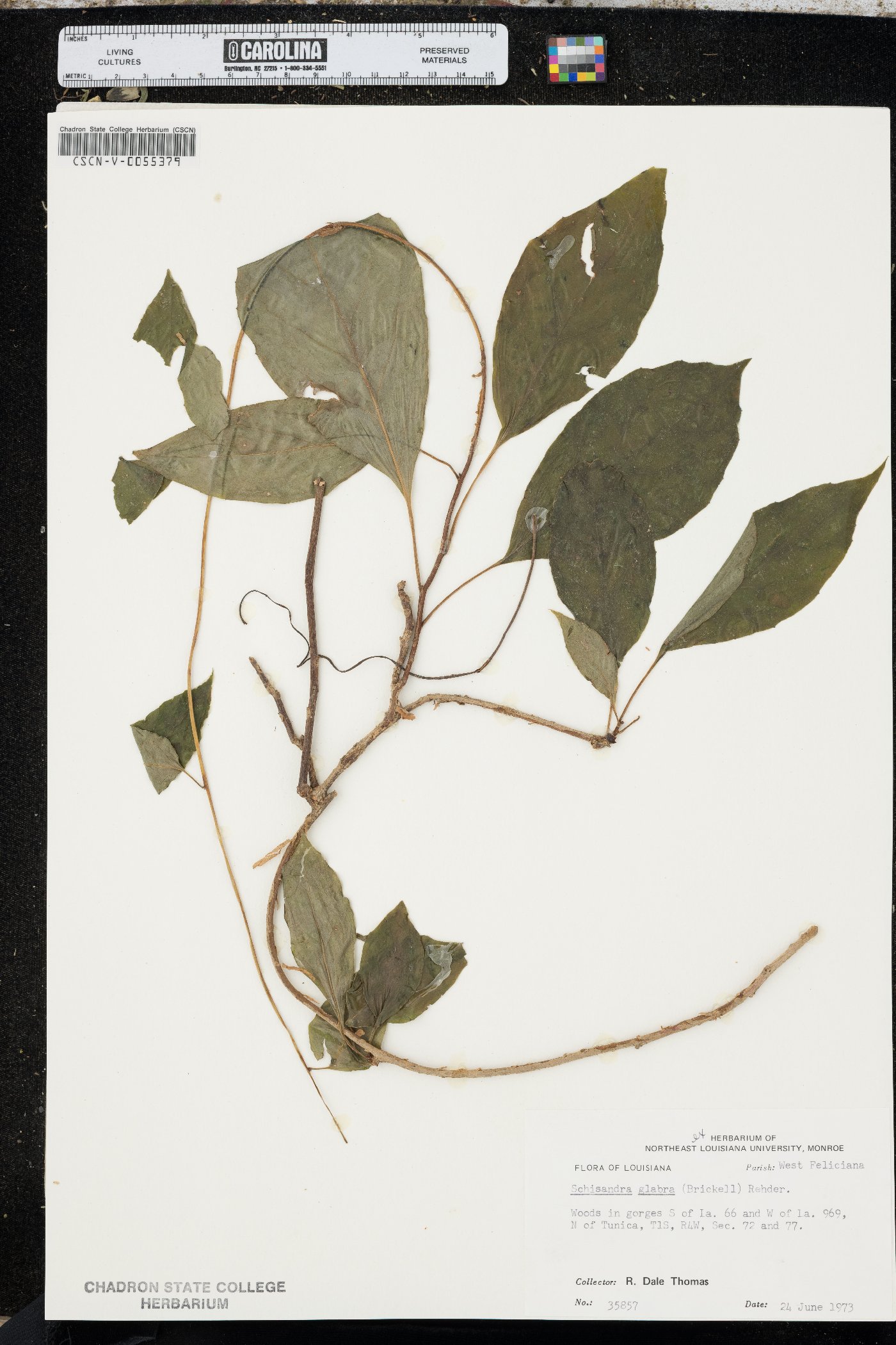 Schisandra glabra image