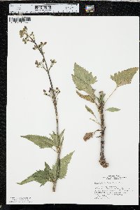 Scrophularia lanceolata image