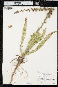 Verbascum virgatum image