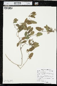 Smilax auriculata image