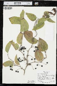 Smilax tamnoides image