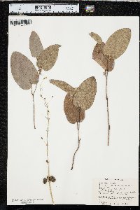 Smilax pumila image