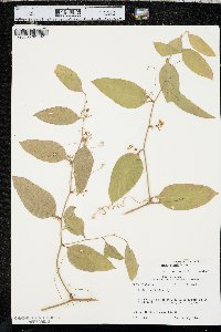 Smilax smallii image