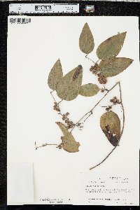 Smilax walteri image
