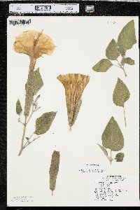 Datura wrightii image