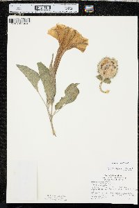 Datura wrightii image