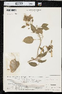 Nicotiana glauca image