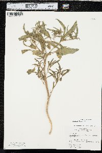 Physalis longifolia image