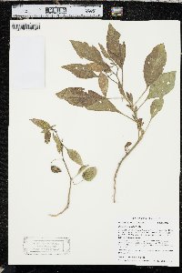 Physalis pumila image