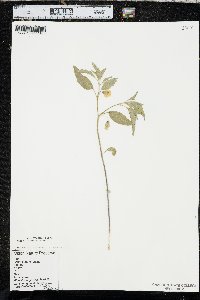 Physalis virginiana image