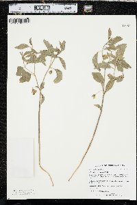 Physalis virginiana image